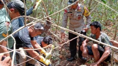 Manusia Ditemukan Mati dan Teridentifikasi Sebagai Kerangka di Hutan Buton, Diduga Mangsa Ular Piton