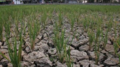 Kenaikan Harga Beras dan Cabai Terkait dengan Efek El Nino, Kemenkeu Maksimalkan Penggunaan APBN