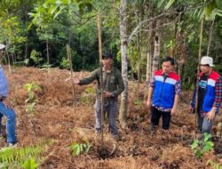 Pertamina Mengembangkan Konservasi Desa Kokolomboi untuk Menjaga Kelestarian Hutan