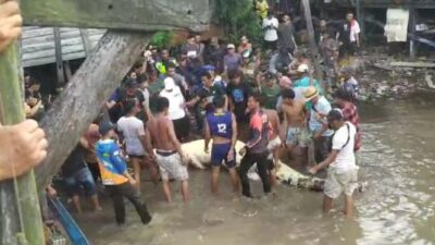 Bocah Akhirnya Ditemukan Meninggal Tidak Tersebut dalam Perut Buaya