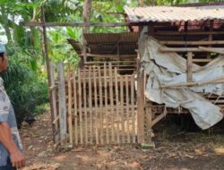 Warga Depok Shocked by Goat Theft Modus, Victims left with Only Innards – Terrifying Testimonies Revealed