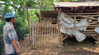 Warga Depok Shocked by Goat Theft Modus, Victims left with Only Innards – Terrifying Testimonies Revealed