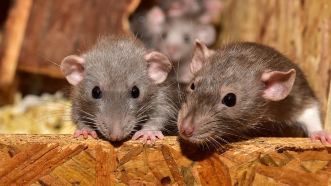 Tikus-tikus di Kantor Polisi AS Melayang setelah Menghancurkan Stash Ganja