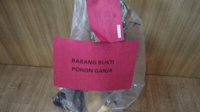 Kakek di Garut yang Tak Kapok Tanam dan Jual Ganja Kembali Ditangkap dan Masuk Penjara