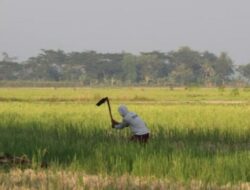 Petani Muda Diberi Pembekalan oleh Kementerian Pertanian untuk Regenerasi Petani