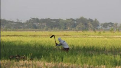 Petani Muda Diberi Pembekalan oleh Kementerian Pertanian untuk Regenerasi Petani