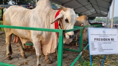 Nama Brebes Mili: Sapi Kurban Jokowi yang Gagah di Masjid Al Akbar Surabaya