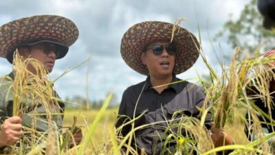 Meningkatkan Produksi Pangan dengan Tumpang Sisi Padi Gogo