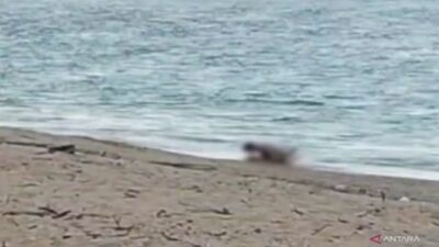 Heboh! Polisi Mulai Menyelidiki Video Pasangan WNA yang Tercium Gaya Mesum di Pantai Mandalika